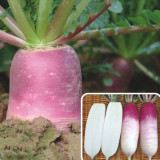 East Sea Fruit Radish Seeds - Sweet, Crisp Flesh for Fresh Eating & High Yield