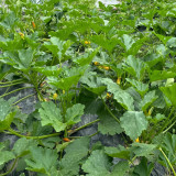 Imperial Concubine Zucchini Seeds - Easy to Grow, High Yield for Home Garden