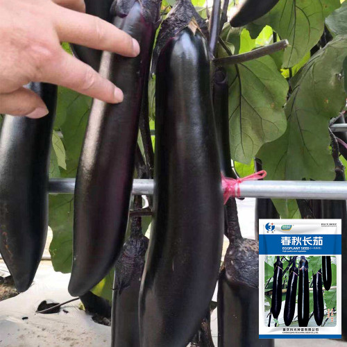 Spring-Autumn Long Eggplant Seeds - F1 Hybrid, Early-Maturing, High-Yield, Easy to Grow