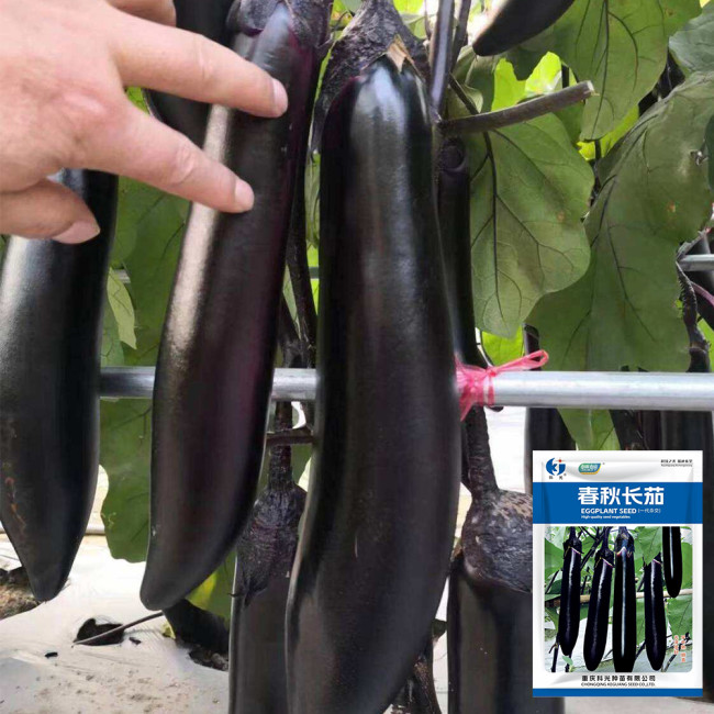Spring-Autumn Long Eggplant Seeds - F1 Hybrid, Early-Maturing, High-Yield, Easy to Grow
