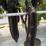 Spring-Autumn Long Eggplant Seeds - F1 Hybrid, Early-Maturing, High-Yield, Easy to Grow