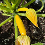 Imperial Concubine Zucchini Seeds - Easy to Grow, High Yield for Home Garden