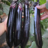 Spring-Autumn Long Eggplant Seeds - F1 Hybrid, Early-Maturing, High-Yield, Easy to Grow