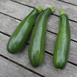 Summit Zucchini Seeds - Easy to Grow, High Yield for Home Garden