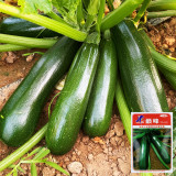 Summit Zucchini Seeds - Easy to Grow, High Yield for Home Garden