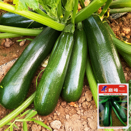 Summit Zucchini Seeds - Easy to Grow, High Yield for Home Garden