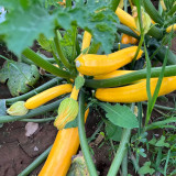 Imperial Concubine Zucchini Seeds - Easy to Grow, High Yield for Home Garden