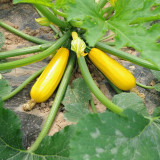 Imperial Concubine Zucchini Seeds - Easy to Grow, High Yield for Home Garden
