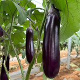 Delicious Grilling-Friendly Eggplant Seeds - High-Yield, Hybrid, Continuous Fruit Set & Superior Flavor
