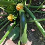 Summit Zucchini Seeds - Easy to Grow, High Yield for Home Garden