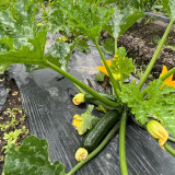 Summit Zucchini Seeds - Easy to Grow, High Yield for Home Garden