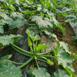 Summit Zucchini Seeds - Easy to Grow, High Yield for Home Garden