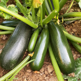 Summit Zucchini Seeds - Easy to Grow, High Yield for Home Garden