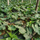 Summit Zucchini Seeds - Easy to Grow, High Yield for Home Garden