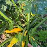 Imperial Concubine Zucchini Seeds - Easy to Grow, High Yield for Home Garden