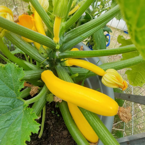 Imperial Concubine Zucchini Seeds - Easy to Grow, High Yield for Home Garden