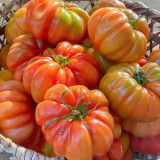 Horseshoe Large Tomato Seeds - High-Yield, Disease-Resistant, with Tender Texture and High Market Appeal