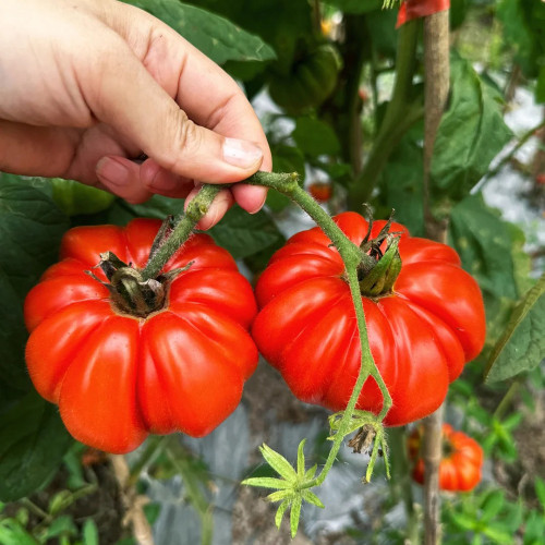 Horseshoe Large Tomato Seeds - High-Yield, Disease-Resistant, with Tender Texture and High Market Appeal