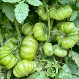 Horseshoe Large Tomato Seeds - High-Yield, Disease-Resistant, with Tender Texture and High Market Appeal