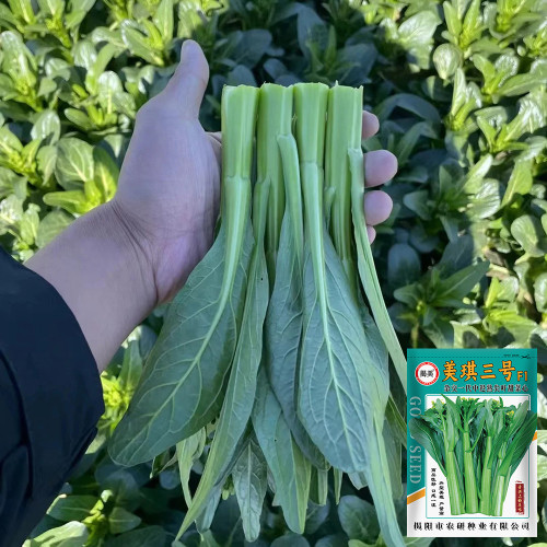 Meiqi No.3 Sweet Choy Sum Seeds - Hybrid Variety, High Yield with Crisp Texture