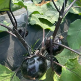 'Heiyuanshuai' Round Eggplant Seeds - Disease Resistant, High Yield Variety for Home Garden