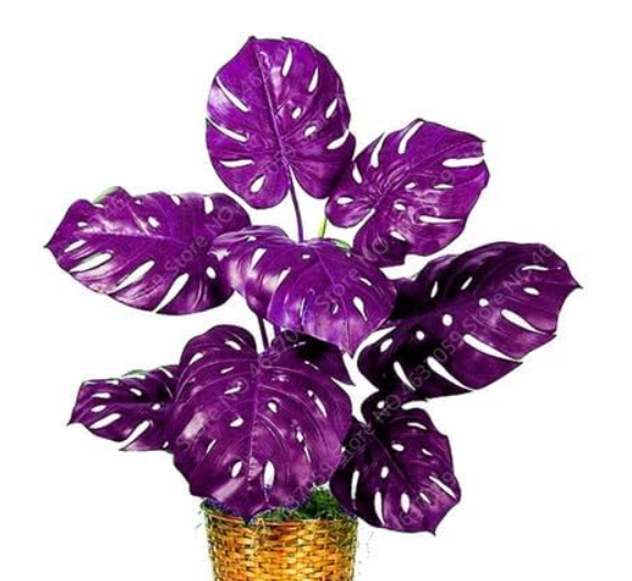 Rare Palm Turtle Leaves Monstera Seed Outdoor Potted (Color: 3)