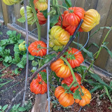 Horseshoe Large Tomato Seeds - High-Yield, Disease-Resistant, with Tender Texture and High Market Appeal
