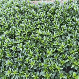Meiqi No.3 Sweet Choy Sum Seeds - Hybrid Variety, High Yield with Crisp Texture