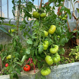 Horseshoe Large Tomato Seeds - High-Yield, Disease-Resistant, with Tender Texture and High Market Appeal