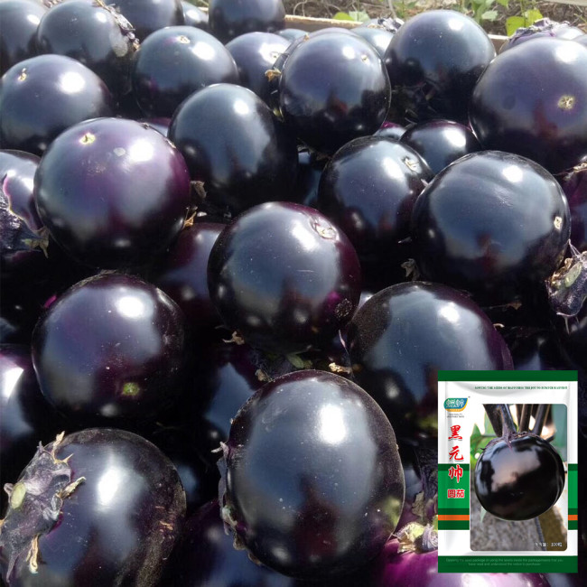 'Heiyuanshuai' Round Eggplant Seeds - Disease Resistant, High Yield Variety for Home Garden