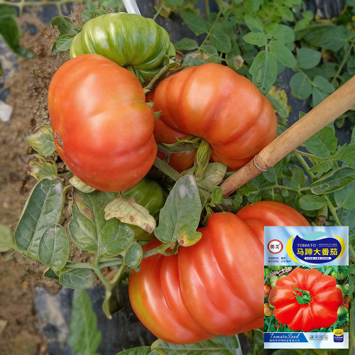 Horseshoe Large Tomato Seeds - High-Yield, Disease-Resistant, with Tender Texture and High Market Appeal