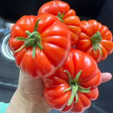 Horseshoe Large Tomato Seeds - High-Yield, Disease-Resistant, with Tender Texture and High Market Appeal