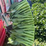 Meiqi No.3 Sweet Choy Sum Seeds - Hybrid Variety, High Yield with Crisp Texture