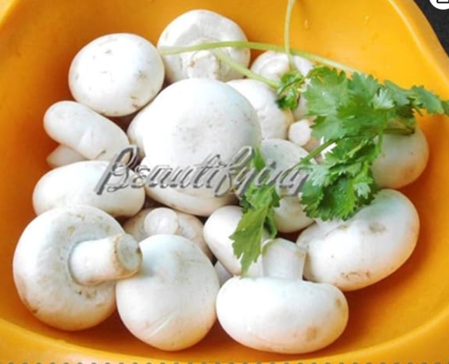 Mushrooms Seeds Vegetable Plants Rare Pleurotus Mushroom