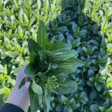 Meiqi No.3 Sweet Choy Sum Seeds - Hybrid Variety, High Yield with Crisp Texture