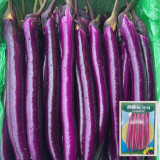 'Xianfeng' Eggplant Seeds - High-Yield, High Fruit Set, Long Harvest, Heat Tolerant & Disease Resistant