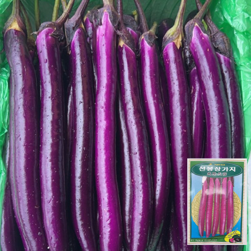 'Xianfeng' Eggplant Seeds - High-Yield, High Fruit Set, Long Harvest, Heat Tolerant & Disease Resistant