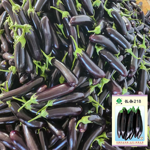 'Changza 218' Eggplant Seeds - F1 Hybrid, High Yield, Club-Shaped Fruit, Tender Flesh, Long-Shelf Life