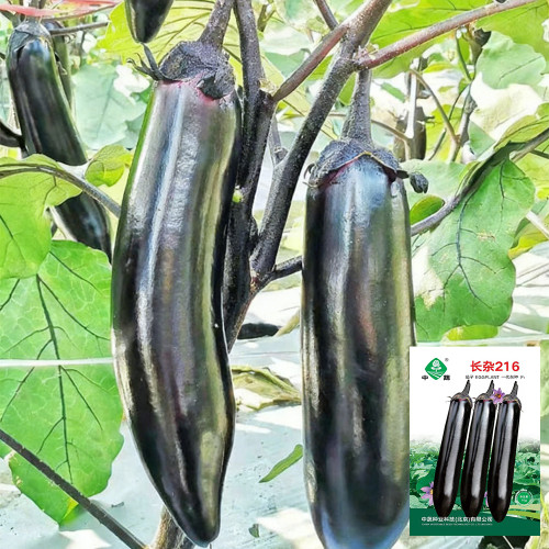 'Changza 216' Eggplant Seeds - F1 Hybrid, High-Yield, Transport Tolerance, Excellent Storage Life