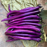 'Xianfeng' Eggplant Seeds - High-Yield, High Fruit Set, Long Harvest, Heat Tolerant & Disease Resistant