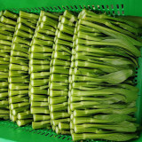 Meiqi No.2 Sweet Choy Sum Seeds - Fast-Maturing Hybrid, 35-45 Day Harvest