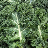 Curly Kale Seeds - Four-Season Leafy Green, 20-30 Day Harvest, High Yield