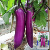 Chongqing Early No.1 Purple-Red Eggplant Seeds - F1 Hybrid, White Flesh, Early Maturing, High-Yield