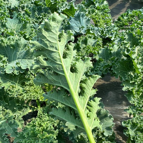 Curly Kale Seeds - Four-Season Leafy Green, 20-30 Day Harvest, High Yield