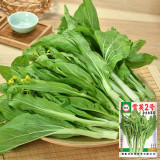 Xueying No. 2 Choy Sum Seeds - Sweet & Crisp Flavor, Wide Adaptability