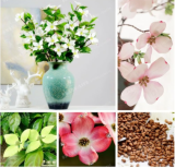 Kousa Dogwood Seed Mixed Rare Beautiful Flower (Color: 4)