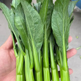 Meiqi No.2 Sweet Choy Sum Seeds - Fast-Maturing Hybrid, 35-45 Day Harvest