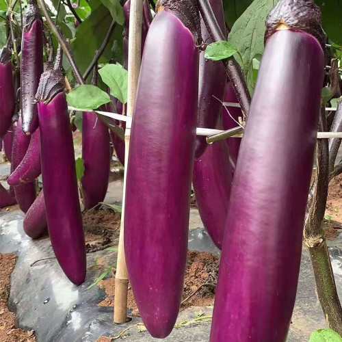 Chongqing Early No.1 Purple-Red Eggplant Seeds - F1 Hybrid, White Flesh, Early Maturing, High-Yield