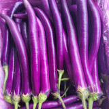 'Xianfeng' Eggplant Seeds - High-Yield, High Fruit Set, Long Harvest, Heat Tolerant & Disease Resistant
