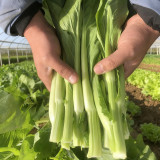 Xueying No. 2 Choy Sum Seeds - Sweet & Crisp Flavor, Wide Adaptability